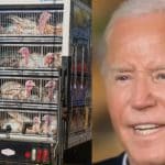 PETA Comes Unglued Over Biden’s Turkey Pardon – Launches Large Protest Outside White House