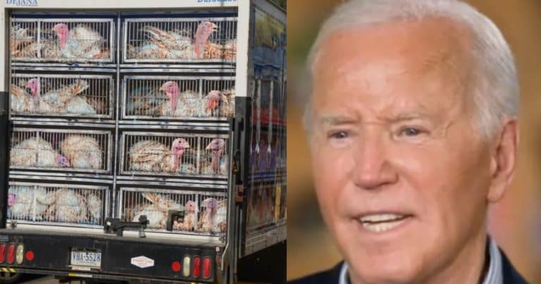 PETA Comes Unglued Over Biden’s Turkey Pardon – Launches Large Protest Outside White House